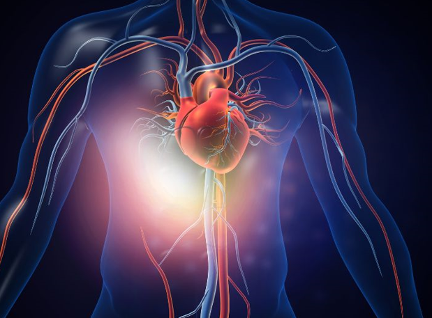   ترمیم و بازسازی سلول‌های عضله قلب توسط محققان بیوشیمی
